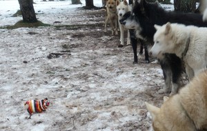 Jipé fait du traineau_03_Jipé motive ses troupes