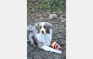 Jipé le cochon berger