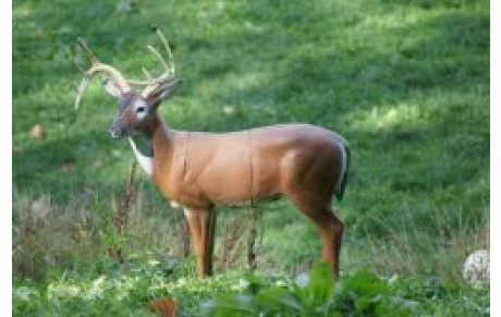 le 3D du 10 oct. à Sainte 