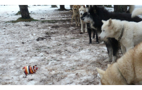 Les nouvelles aventures de Jipé